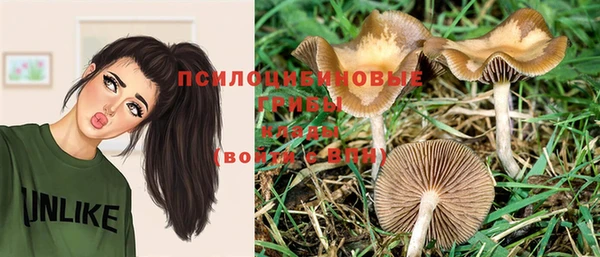 стаф Алзамай